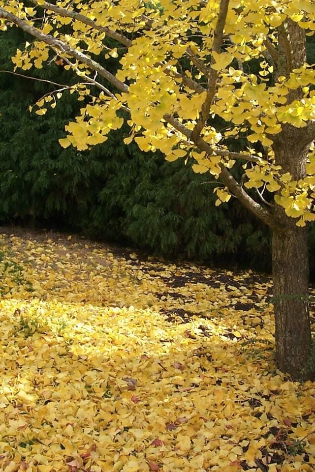 Mount Tomah Botanical Gardens Image -5be7526d93b2b